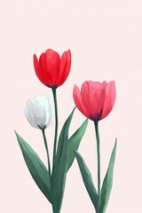 Fototapeta premium White and Red Tulips on a Pink Background