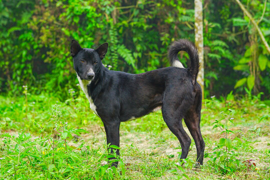 Portrait of a Black Telomian Dog, Telomian Dog Standing in the Field, Telomian Dog Breed