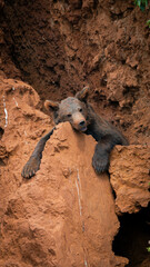 Obraz premium A powerful brown bear perched on a rocky outcrop, showcasing its impressive size and strength against a rugged natural backdrop. Ideal for wildlife and nature-themed projects