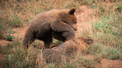 Two playful brown bear cubs frolic and interact in their natural habitat. Captivating wildlife shot showcasing their innocence and curiosity. Perfect for nature and animal conservation themes © Pablo