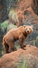 Obraz premium A powerful brown bear perched on a rocky outcrop, showcasing its impressive size and strength against a rugged natural backdrop. Ideal for wildlife and nature-themed projects