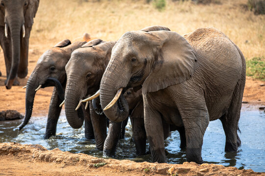 Fototapeta Kenya Afryka