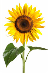 Fototapeta premium Isolated sunflower painting on a clean white background. 