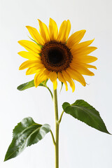 Fototapeta premium Isolated sunflower on a clean white background. 