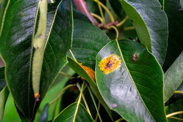 Pear diseases. Diseases on pear leaves