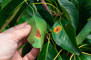Pear diseases. Diseases on pear leaves
