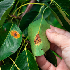 Pear diseases. Diseases on pear leaves