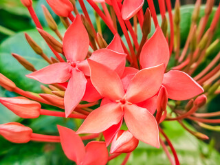 Ixora flower. Orange Ixora flowers.