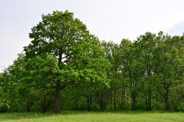 a row of green trees with a sky background