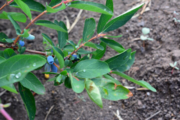 a blueberry plant with a blue berries on it and waterdrops