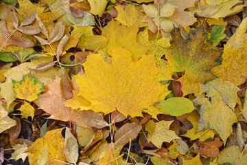 a yellow maple leaf on the ground with yellow leaves
