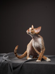 A Devon Rex cat looks up curiously, its unique appearance and muscular body accentuated by the soft lighting, showcasing its intelligent gaze.