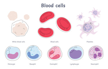 Blood cells. The circulatory system is its components. Red blood cells, white blood cells, platelets, lymphocytes in cartoon style. Vector illustration