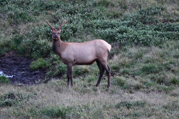 Elk grazing in Colorado.
