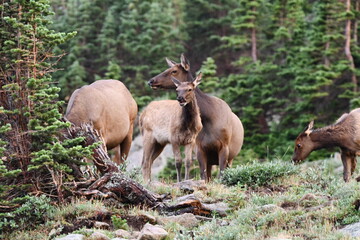 Elk grazing in Colorado.