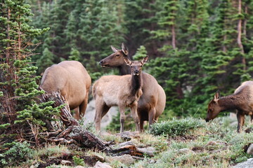 Elk grazing in Colorado.