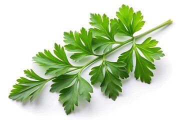Parsley leaf. Parsley isolated on white background. Fresh Parsley twig closeup. Package design elements Flat lay. Top view.