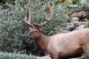 Elk grazing in Colorado.