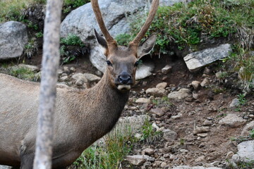 Elk grazing in Colorado.