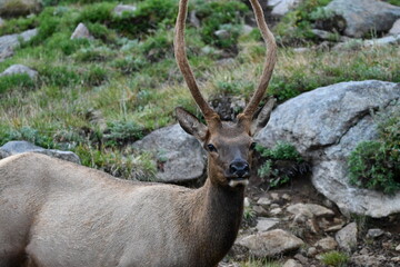 Elk grazing in Colorado.