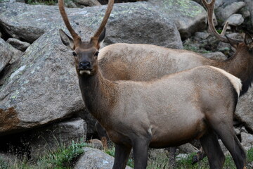 Elk grazing in Colorado.