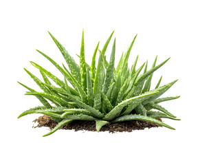 Fototapeta premium Aloe vera isolated on transparent background, cut out