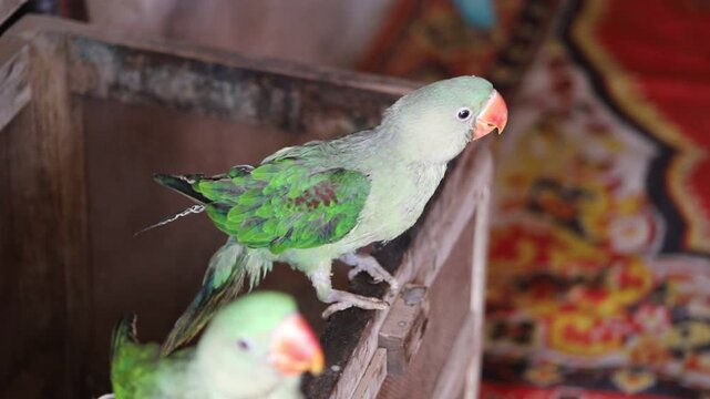 Beautiful Footage a young Pair of  Eclectus Parrot pair in the shop. Alexender parrot. Raw chiks. baby parrots. Green ring neck parrot. Beautiful 4K Footage.