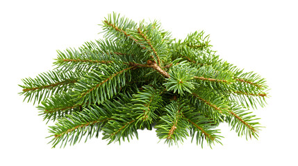 Plant tree fir freshness, isolated on white background
