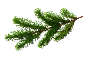 Close-up of a fresh green pine tree branch isolated on white background, perfect for seasonal and nature-themed designs and projects.