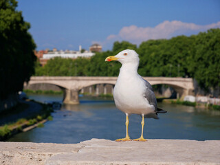 A seagull on a bridge on the riverbank of Tiber in Rome close-up