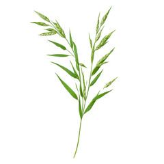 Oat Plant Isolated on White, showcasing the distinct structure of oat leaves and grains, emphasizing the plant's slender green stems and delicate seed heads for clarity in detail.