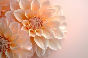 Elegant peach dahlia flowers on soft background