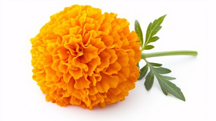 A bright orange marigold with densely packed petals forming a rounded, pom-pom-like bloom. The petals are slightly curled at the edges, adding texture to the flower's spherical shape. The green stem