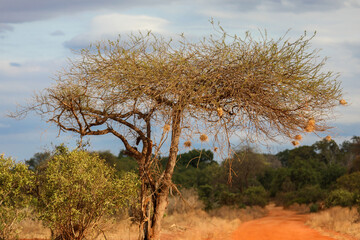 Kenya Africa © Magdalena