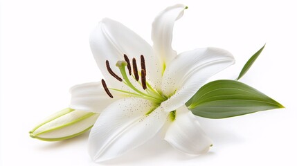 Obraz premium A single white lily with large, trumpet-shaped petals and a prominent central stamen. The petals are smooth and slightly curved, creating a graceful, elegant silhouette. The green stem is sturdy,