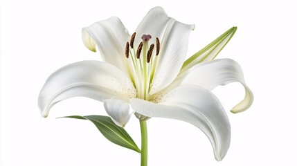 A single white lily with large, trumpet-shaped petals and a prominent central stamen. The petals are smooth and slightly curved, creating a graceful, elegant silhouette. The green stem is sturdy,
