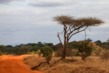 Kenya Africa © Magdalena