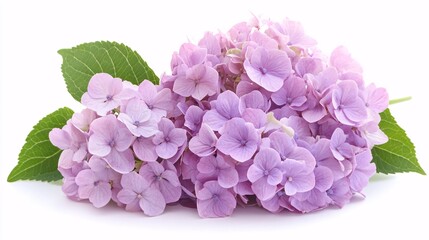 Obraz premium A vibrant purple hydrangea with a large, rounded cluster of small, delicate flowers. The petals are soft and slightly translucent, with subtle variations in color. The green leaves and stems are
