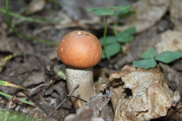 mushroom in the forest