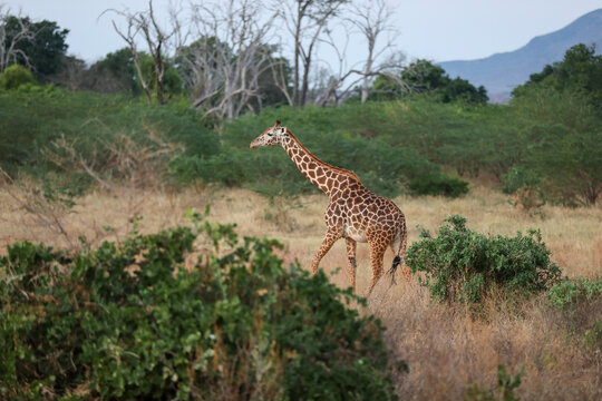 Fototapeta Kenya Africa