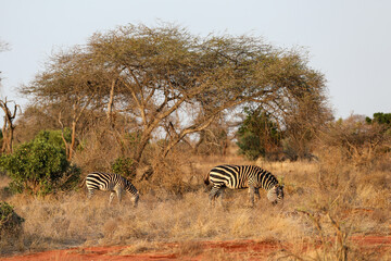 Kenya Africa © Magdalena