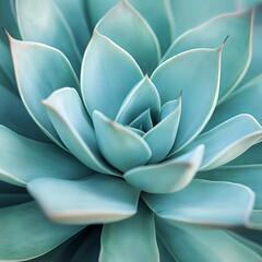 Obraz premium Agave attenuata, Fox Tail Agave Plant Isolated on White Backgrou