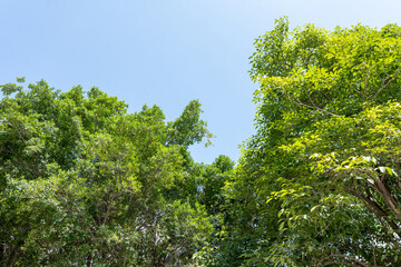 Vibrant green leaves dance against a canvas of blue sky, nature's masterpiece painted with sunlight