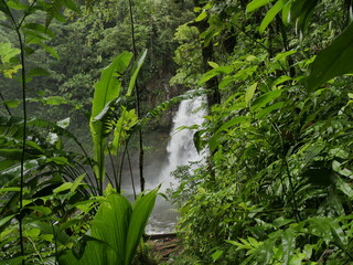 third carbet waterfall in the background of lush green foliage, Guadeloupe jungle in Basse Terre....