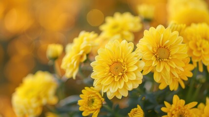 A close-up background of a yellow chrysanthemum, showcasing its delicate petals and vibrant color for a natural and floral aesthetic