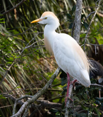 Cattle Heron in a tree
