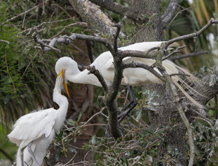 Heron with her chicks