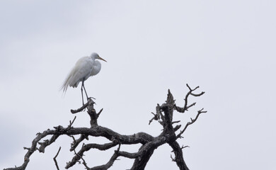 White Heron in a tree