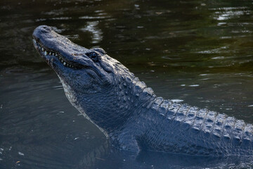 Alligator in the wild