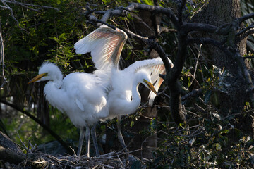 White Heron chicks